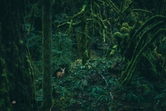 Being observed by a deer in the temperate rainforest