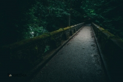 Moss covered bridge in the forest