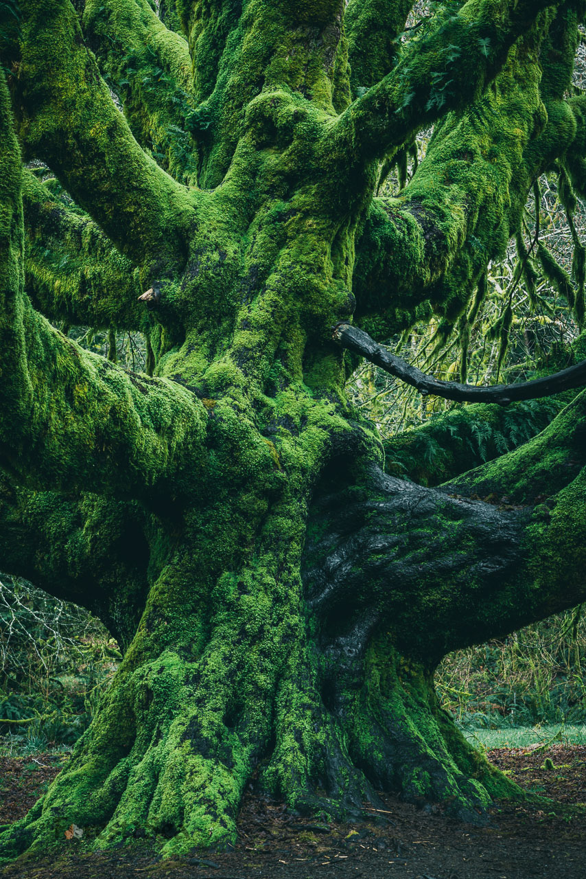 Like the trunk of some majestic beast