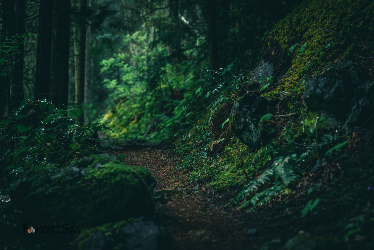 Narrow path in the temperate rainforest
