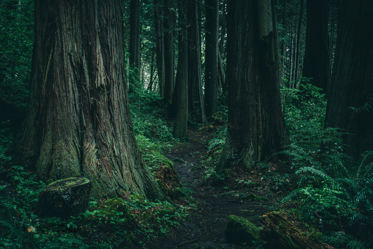 Majestic western red cedars keep us on the narrow path through the dark forest.