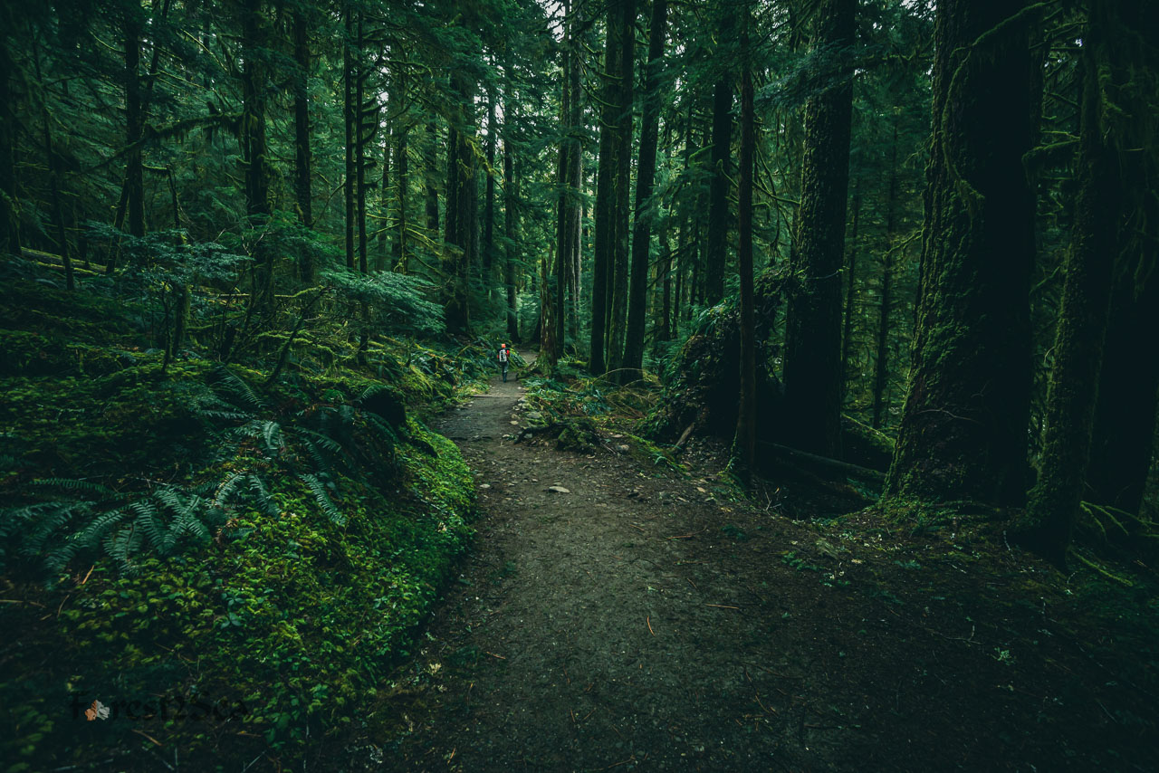 Crtrgrl ventures deeper into the rainforest