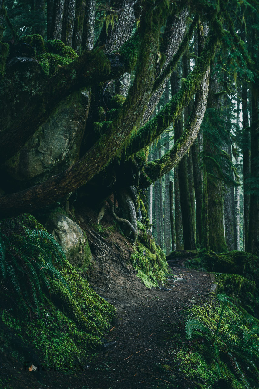 A trail beneath arched trees, giving cover from the rain