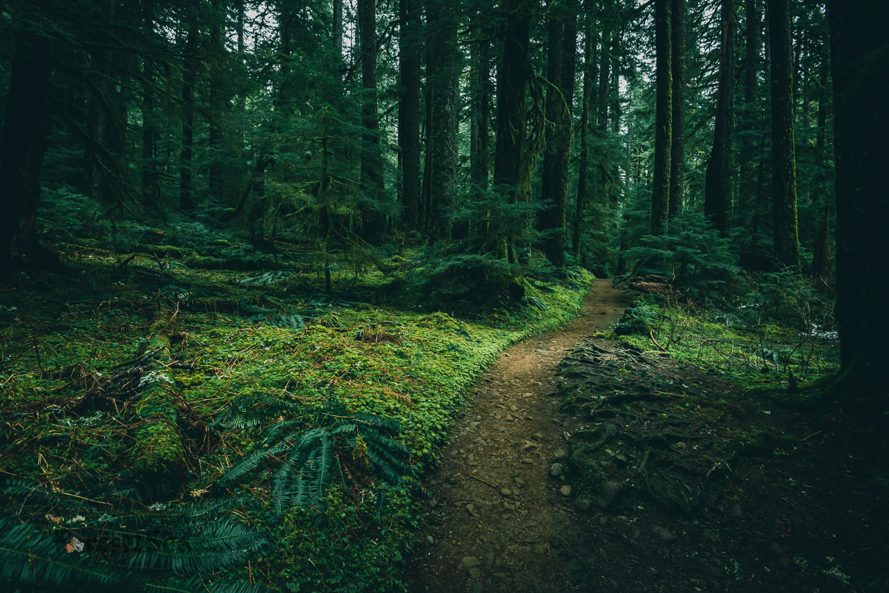 Dirt path carved through the moss in the temperate rainforest
