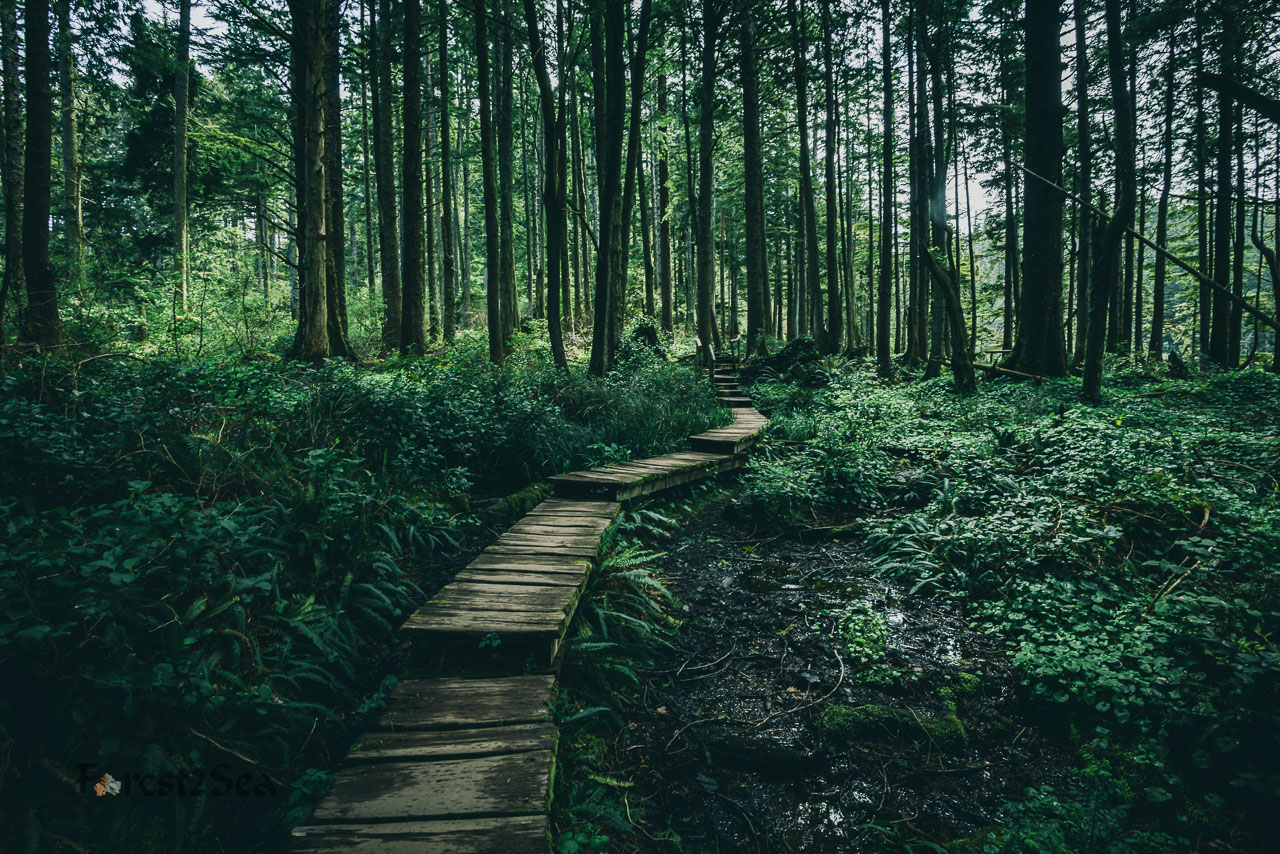 An elevated boardwalk through the forest that leads to a rugged and wild coastline on tribal land.