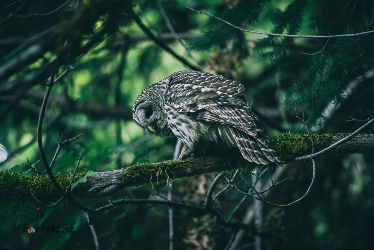 Barred Owl (Strix varia)
