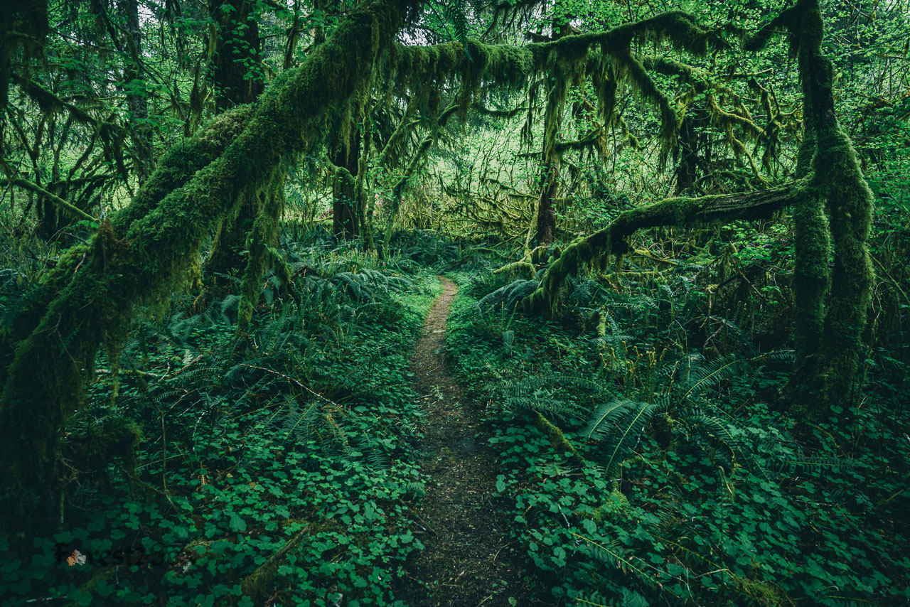 A magical glade, enclosed by moss covered maples, where the fairies dance in the moonlight.