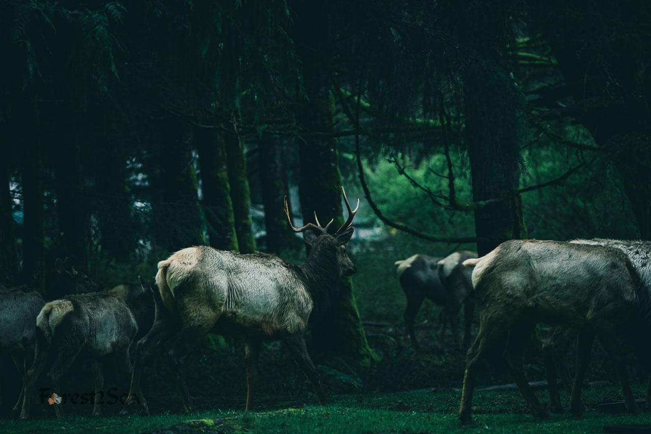 Majestic beasts of legend. Wild animals roaming free, unencumbered by human barriers.