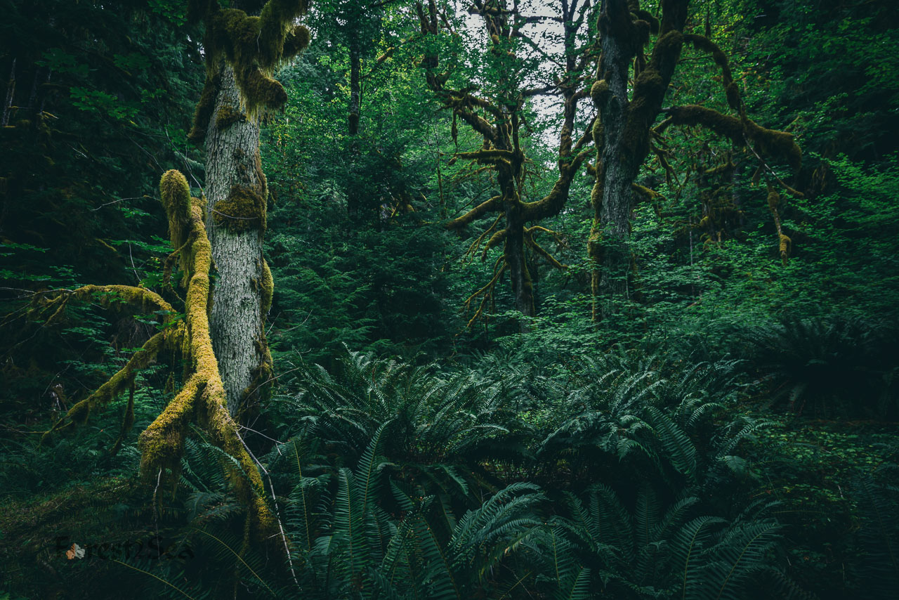 Big leaf maples reach out to us in the fern filled temperate rainforest