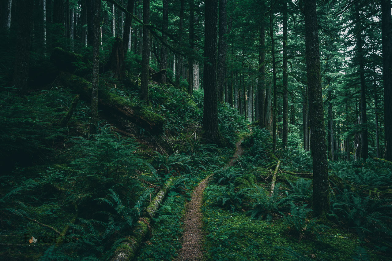 Dirt path through an old growth temperate rainforest
