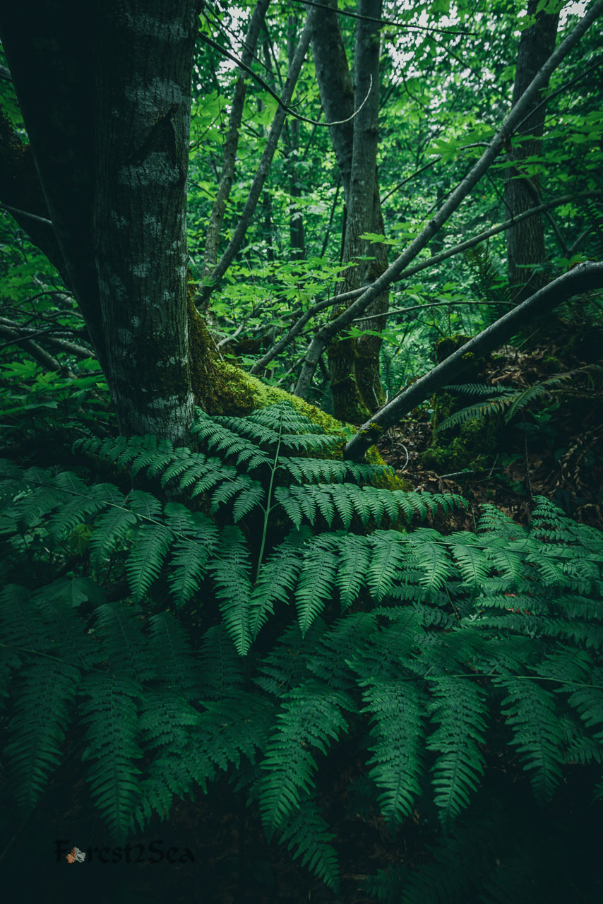 A small forest scene