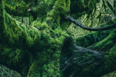 Like the trunk of some majestic beast