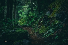 Narrow path in the temperate rainforest