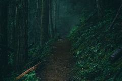 A path leads into the dark forest. Would you follow it?