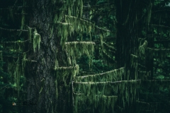 Moss draped tree limbs in the temperate rainforest