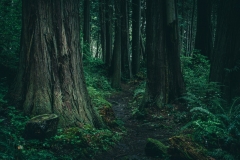 Majestic western red cedars keep us on the narrow path through the dark forest.