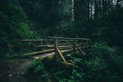 Wooden bridge over a ravine in Olympic National Park