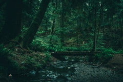 Forest Path
