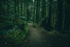 Crtrgrl ventures deeper into the rainforest