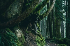 A trail beneath arched trees, giving cover from the rain
