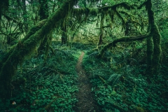 A magical glade, enclosed by moss covered maples, where the fairies dance in the moonlight.
