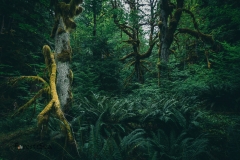 Big leaf maples reach out to us in the fern filled temperate rainforest