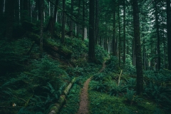 Dirt path through an old growth temperate rainforest