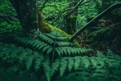 A small forest scene