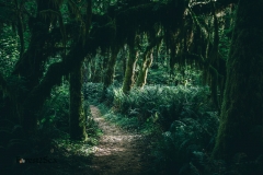 A moss covered arch welcomes us into the forest.
