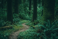 A winding path through a clover-filled and moss-covered temperate rainforest