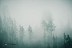 Forest in the clouds