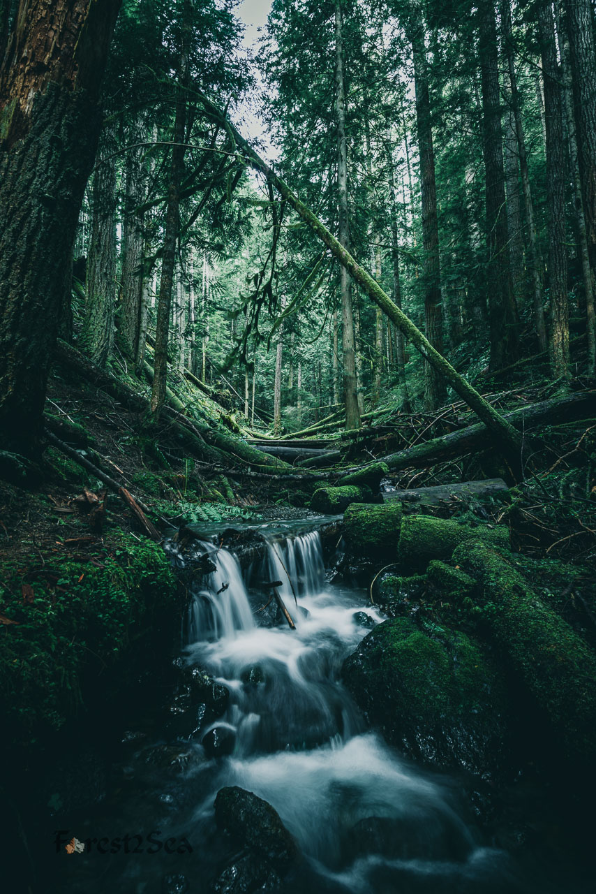 A small babbling brook, carving out its own miniature, moss covered valley.