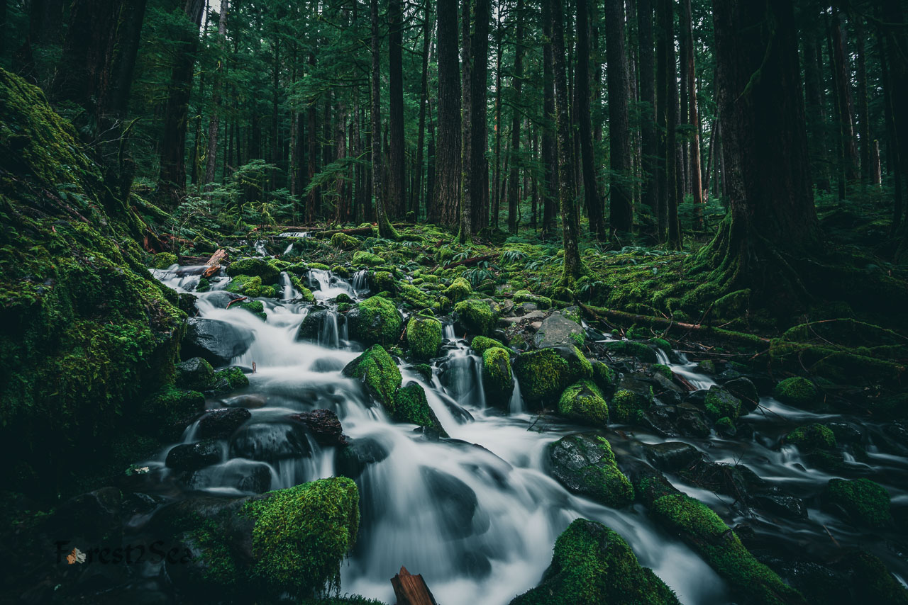 A moss covered cascade in an old growth temperate rainforest in Olympic National Park