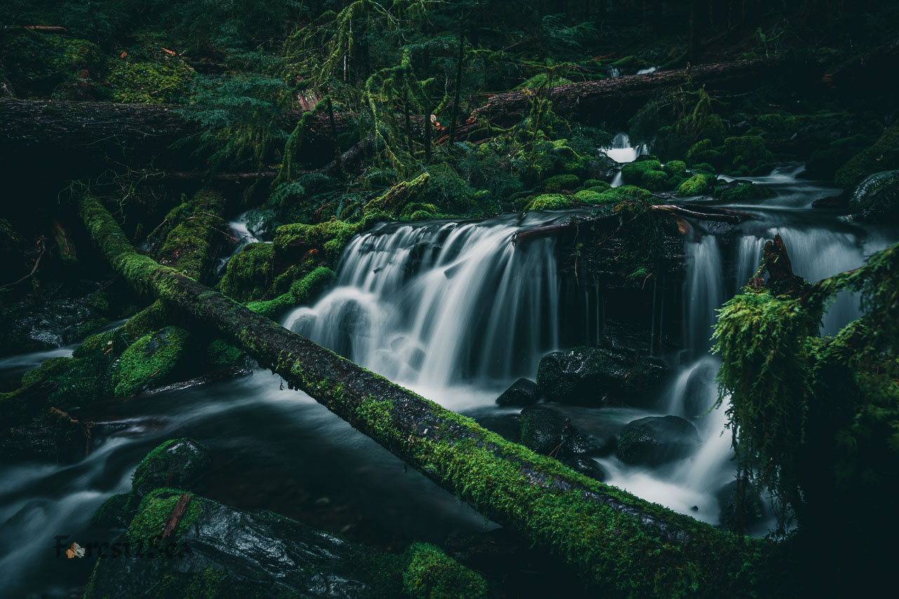 Tiny waterfalls in a creek in Olympic National Park