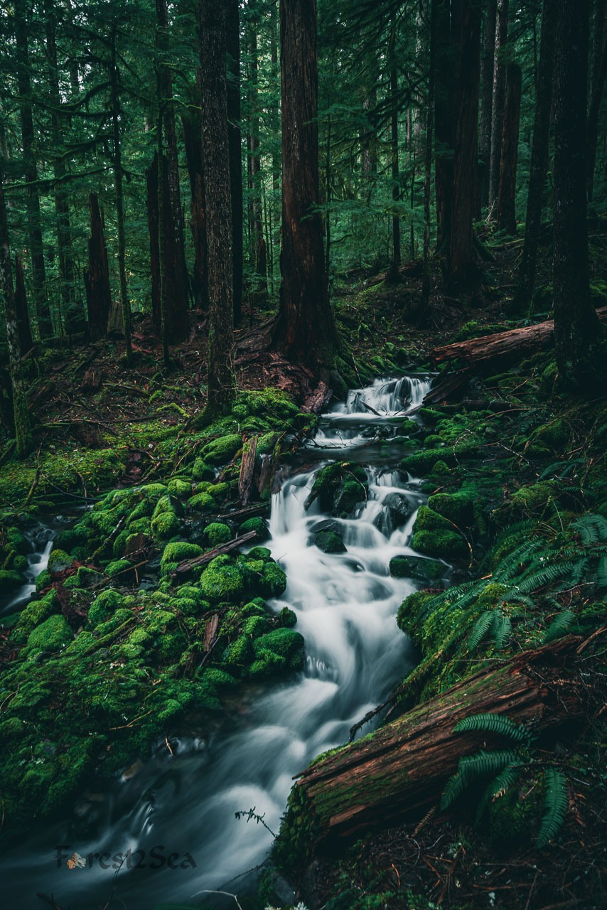 A creek winds through the moss covered forest