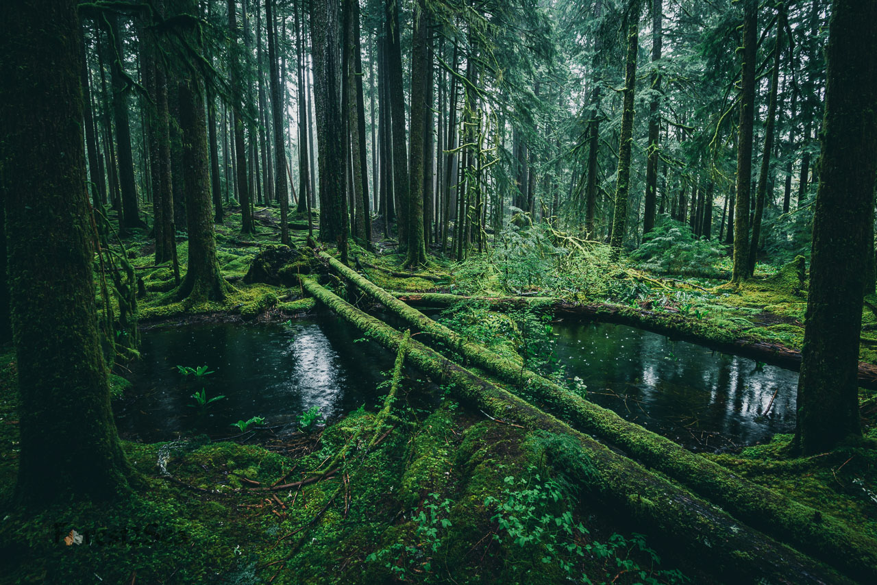 Old growth temperate rainforest, with just the sound of the pitter-patter of falling rain and the vibrant green moss glowing in the gloom, when the magic truly comes out.