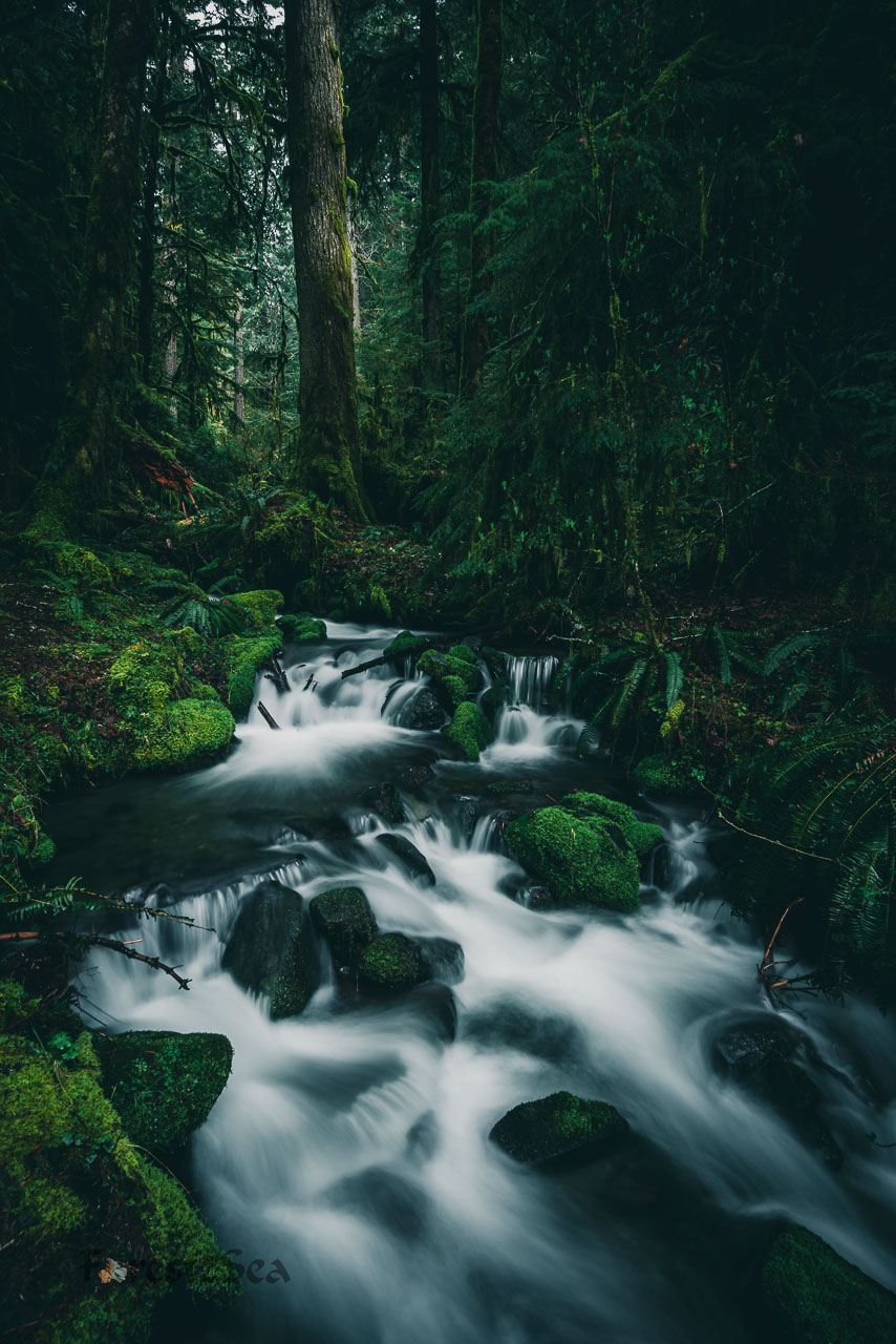 A small creek in the temperate rainforest
