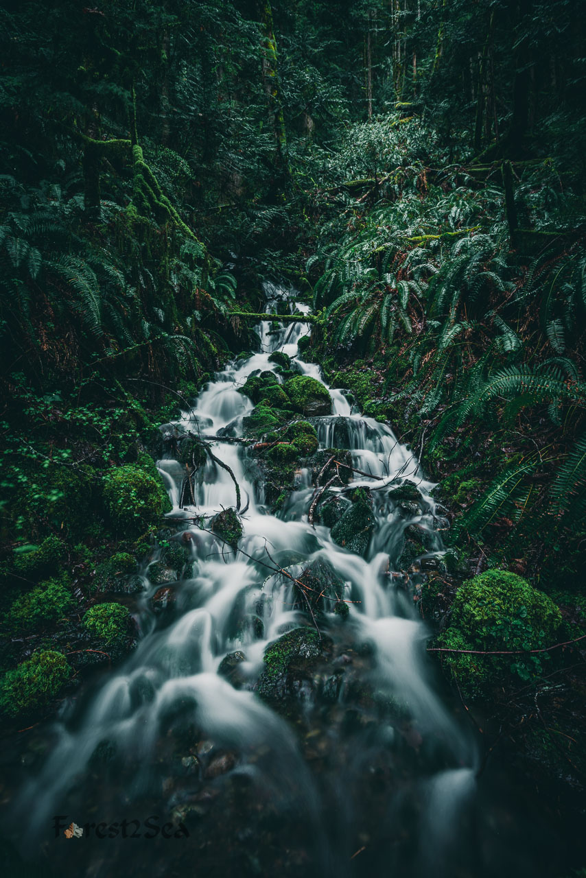 A small creek in the temperate rainforest