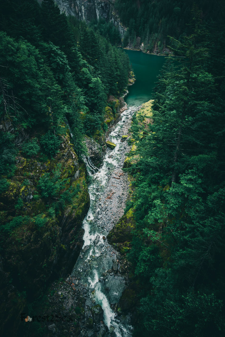 Forested river valley in North Cascades National Park