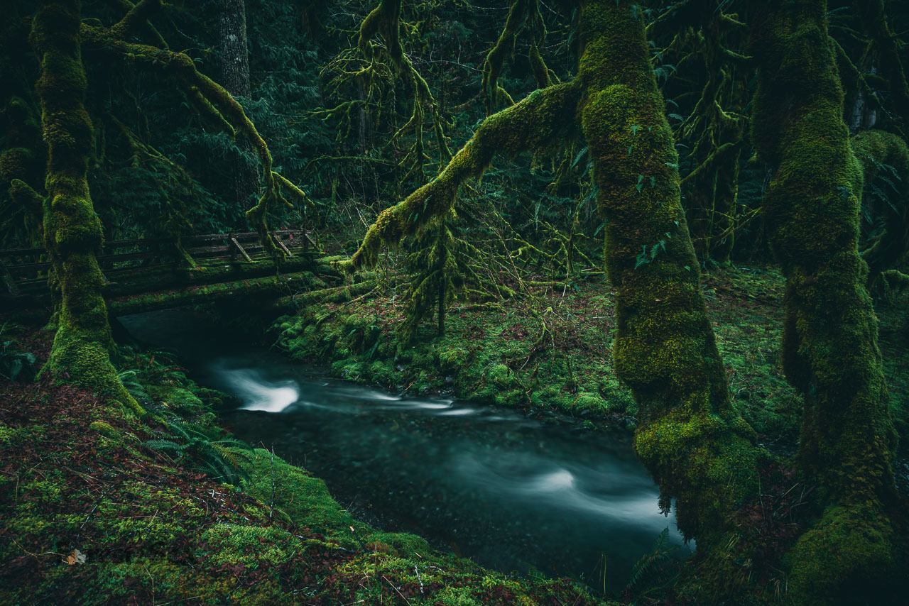 Old moss covered bridge over a creek in Olympic National Park