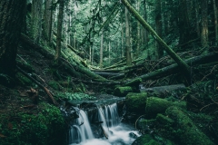 A small babbling brook, carving out its own miniature, moss covered valley.