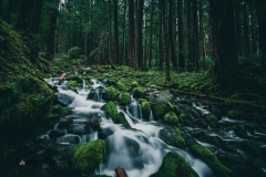 A moss covered cascade in an old growth temperate rainforest in Olympic National Park