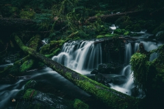 Tiny waterfalls in a creek in Olympic National Park