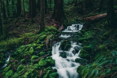 A creek winds through the moss covered forest