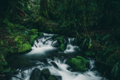 A small creek in the temperate rainforest