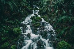A small creek in the temperate rainforest