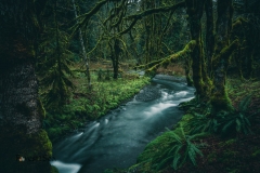 Moss covered big leaf maples line a creek in Olympic National Park