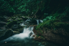 A small creek in the temperate rainforest
