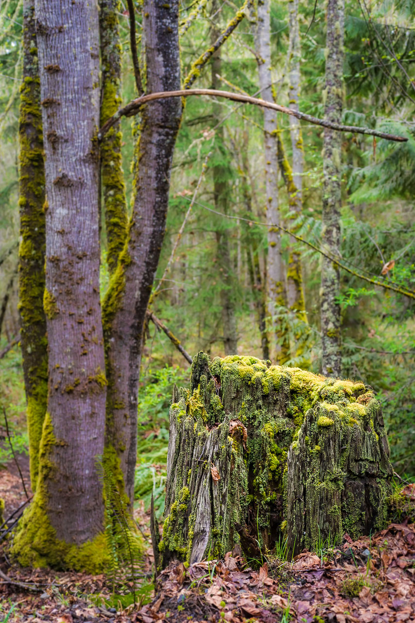Olson Road Forest