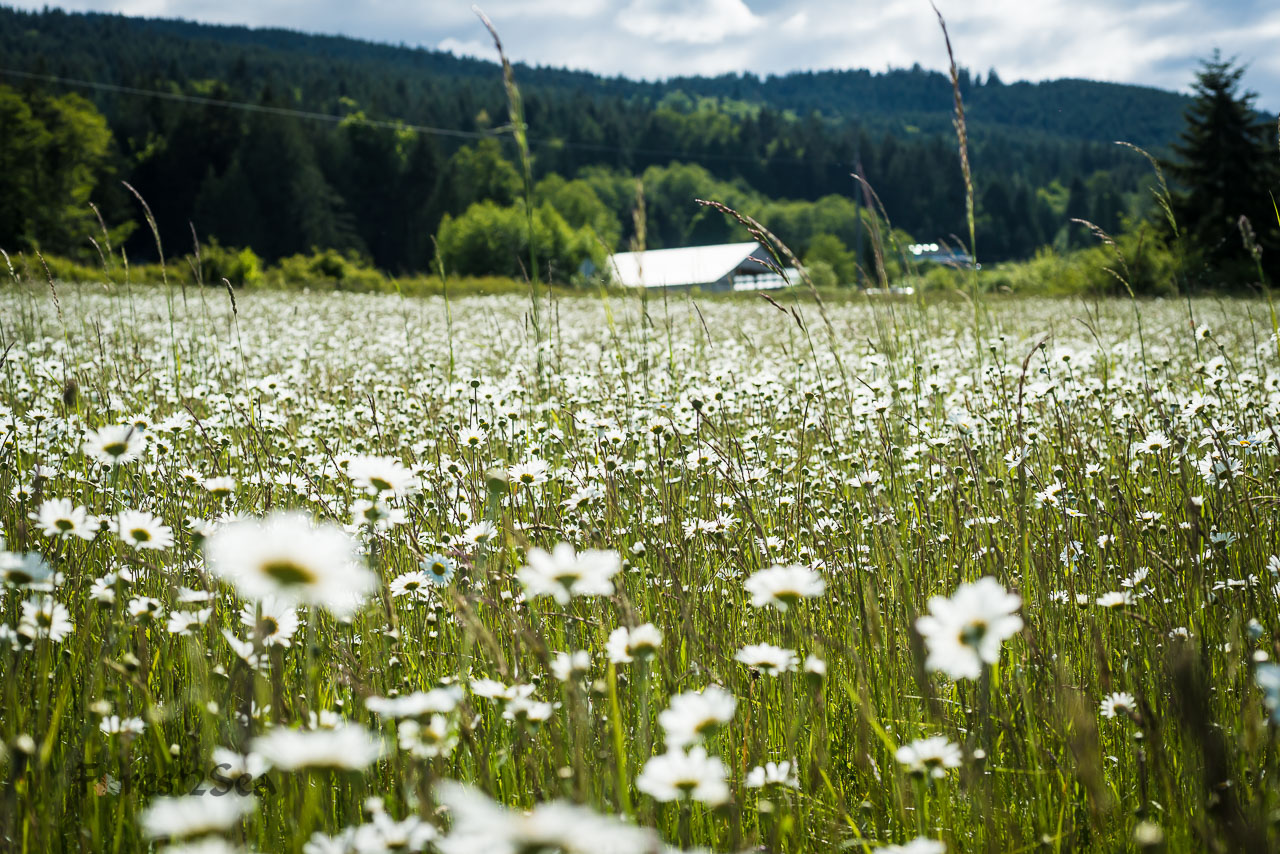 Hooker Road, Sequim